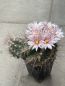 Preview: Thelocactus lausseri